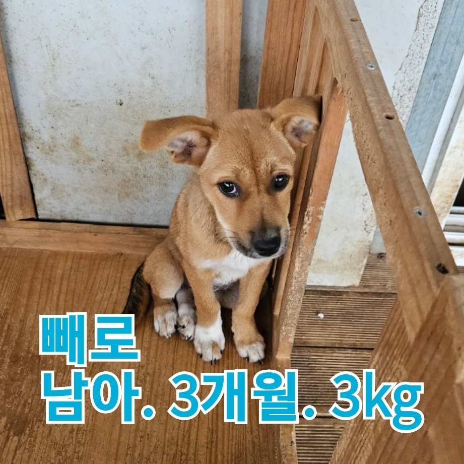 보호중 믹스견의 가…